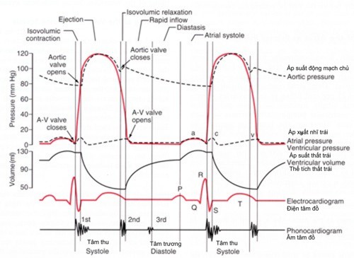 CardiacTimingCycle
